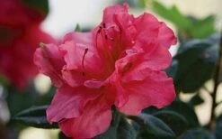 Autumn Rouge Encore Azalea - 1 Gallon Pot -Wilson Bros Gardens Encore Azalea Autumn20Rouge
