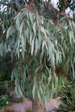 Angus Cold Hardy Eucalyptus Tree (Eucalyptus Nicholii) - 1 Gallon Pot 17 Angus Cold Hardy Eucalyptus Tree (Eucalyptus Nicholii) - 1 Gallon Pot -Wilson Bros Gardens Eucalyptus Angus 15 3