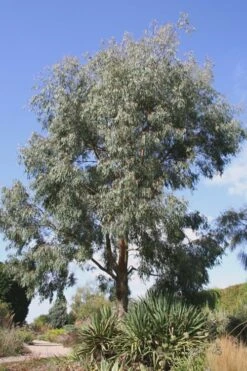 Angus Cold Hardy Eucalyptus Tree (Eucalyptus Nicholii) - 3 Gallon Pot 16 Angus Cold Hardy Eucalyptus Tree (Eucalyptus Nicholii) - 3 Gallon Pot -Wilson Bros Gardens Eucalyptus Angus 16 4