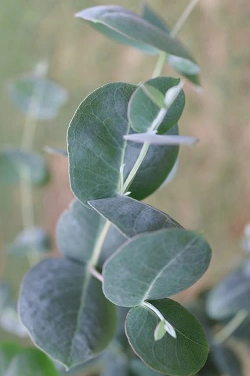 Big O Cold Hardy Eucalyptus Tree (Eucalyptus Neglecta) - 5 Gallon Pot (4-5') 10 Big O Cold Hardy Eucalyptus Tree (Eucalyptus Neglecta) - 5 Gallon Pot (4-5') - Image 8