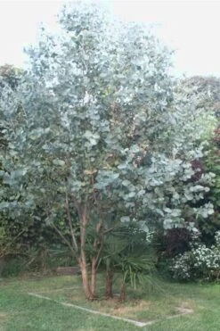 Big O Cold Hardy Eucalyptus Tree (Eucalyptus Neglecta) - 5 Gallon Pot (5-6') -Wilson Bros Gardens Eucalyptus Big O 5 500x750 5