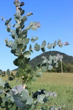 Big O Cold Hardy Eucalyptus Tree (Eucalyptus Neglecta) - 6 Pack Of 1 Gallon Pots -Wilson Bros Gardens Eucalyptus Big O Cold 2 500x750 2