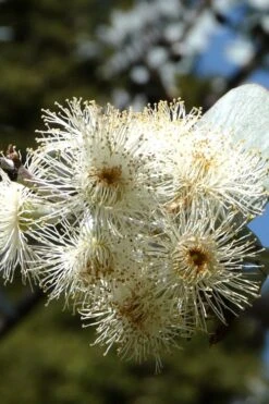 Bluey Cold Hardy Eucalyptus Tree (Eucalyptus Pulverulenta) - Quart Pot -Wilson Bros Gardens Eucalyptus Bluey 6