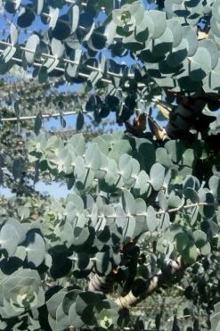 Bluey Cold Hardy Eucalyptus Tree (Eucalyptus Pulverulenta) - 5 Gallon Pot 15 Bluey Cold Hardy Eucalyptus Tree (Eucalyptus Pulverulenta) - 5 Gallon Pot -Wilson Bros Gardens Eucalyptus Bluey 8 4