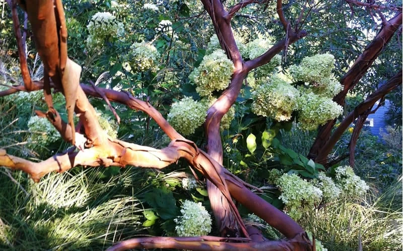 Funky Monkey Cold Hardy Eucalyptus Tree (Eucalyptus Parvula) - 2 Gallon Pot 7 Funky Monkey Cold Hardy Eucalyptus Tree (Eucalyptus Parvula) - 2 Gallon Pot - Image 5