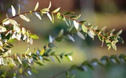 Funky Monkey Cold Hardy Eucalyptus Tree (Eucalyptus Parvula) - 2 Gallon Pot 14 Funky Monkey Cold Hardy Eucalyptus Tree (Eucalyptus Parvula) - 2 Gallon Pot -Wilson Bros Gardens Eucalyptus Funky Monkey Leaves 3