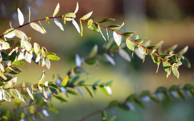 Funky Monkey Cold Hardy Eucalyptus Tree (Eucalyptus Parvula) - 2 Gallon Pot 8 Funky Monkey Cold Hardy Eucalyptus Tree (Eucalyptus Parvula) - 2 Gallon Pot - Image 6