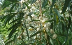 Funky Monkey Cold Hardy Eucalyptus Tree (Eucalyptus Parvula) - 5 Gallon Pot 11 Funky Monkey Cold Hardy Eucalyptus Tree (Eucalyptus Parvula) - 5 Gallon Pot -Wilson Bros Gardens Eucalyptus Funky Monkey Leaves Mature 4