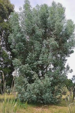Luna Cold Hardy Eucalyptus Tree (Eucalyptus Perriniana) - 1 Gallon Pot 11 Luna Cold Hardy Eucalyptus Tree (Eucalyptus Perriniana) - 1 Gallon Pot -Wilson Bros Gardens Eucalyptus Luna 5