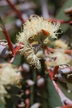 Luna Cold Hardy Eucalyptus Tree (Eucalyptus Perriniana) - Quart Pot 12 Luna Cold Hardy Eucalyptus Tree (Eucalyptus Perriniana) - Quart Pot -Wilson Bros Gardens Eucalyptus Luna 6 1