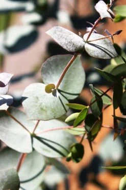 Maggie Cold Hardy Eucalyptus Tree (Eucalyptus Nova Anglica) - 1 Gallon Pot -Wilson Bros Gardens Eucalyptus Maggie 10