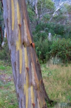Sheila Cold Hardy Eucalyptus Tree (Eucalyptus Stellulata) - Quart Pot -Wilson Bros Gardens Eucalyptus Sheila 10