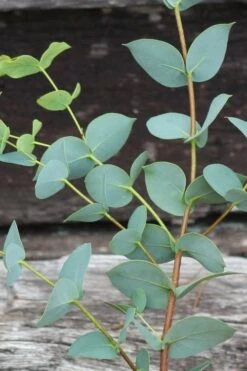 Sheila Cold Hardy Eucalyptus Tree (Eucalyptus Stellulata) - 3 Gallon Pot -Wilson Bros Gardens Eucalyptus Sheila 2 2