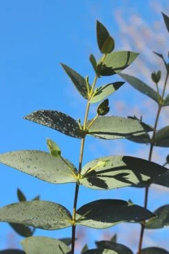 Sheila Cold Hardy Eucalyptus Tree (Eucalyptus Stellulata) - 1 Gallon Pot -Wilson Bros Gardens Eucalyptus Sheila 5 3