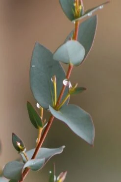 Sheila Cold Hardy Eucalyptus Tree (Eucalyptus Stellulata) - 3 Gallon Pot -Wilson Bros Gardens Eucalyptus Sheila 6 2
