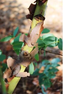 Sheila Cold Hardy Eucalyptus Tree (Eucalyptus Stellulata) - 3 Gallon Pot -Wilson Bros Gardens Eucalyptus Sheila 9 2