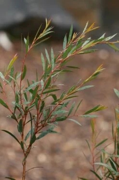 Skinny Minny Hardy Eucalyptus Tree (Eucalyptus Moorei) - Quart Pot -Wilson Bros Gardens Eucalyptus Skinny Minny 2