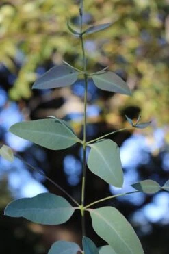 Grace Cold Hardy Eucalyptus Tree (Eucalyptus Elliptica) - 2 Gallon Pot -Wilson Bros Gardens Eucalytptus Grace BS 3
