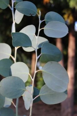 Mappa Tassie Cold Hardy Eucalyptus Tree (Eucalyptus Pauciflora) - Quart Pot -Wilson Bros Gardens Eucalytptus Mappa Tassie BS 2