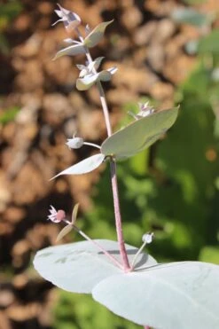 Maggie Cold Hardy Eucalyptus Tree (Eucalyptus Nova Anglica) - 1 Gallon Pot -Wilson Bros Gardens Eusalyptus Maggie 1 500x750 1