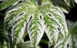 Spider's Web Fatsia - Japanese Aralia Paper Plant - 2 Gallon Pot 15 Spider's Web Fatsia - Japanese Aralia Paper Plant - 2 Gallon Pot -Wilson Bros Gardens Fatsia Spider Web close Up