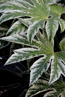 Spider's Web Fatsia - Japanese Aralia Paper Plant - 2 Gallon Pot 13 Spider's Web Fatsia - Japanese Aralia Paper Plant - 2 Gallon Pot -Wilson Bros Gardens Fatsia Spiders Web 24