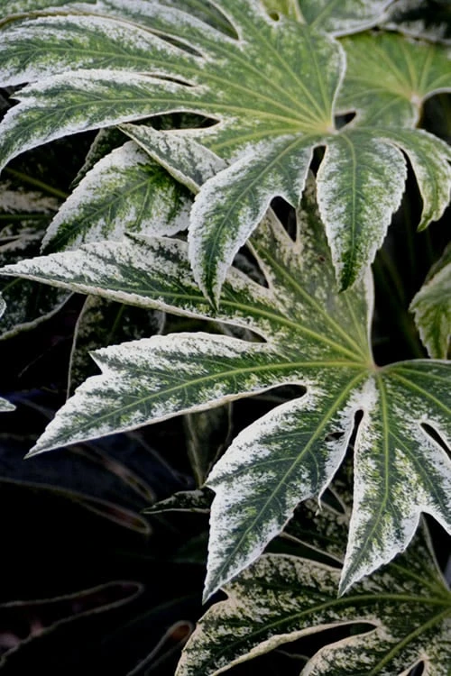 Spider's Web Fatsia - Japanese Aralia Paper Plant - 2 Gallon Pot 7 Spider's Web Fatsia - Japanese Aralia Paper Plant - 2 Gallon Pot - Image 5