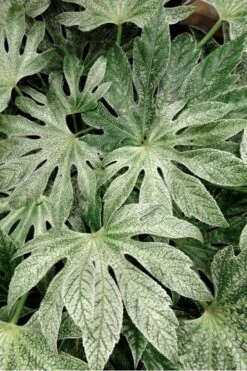 Spider's Web Fatsia - Japanese Aralia Paper Plant - 2 Gallon Pot 12 Spider's Web Fatsia - Japanese Aralia Paper Plant - 2 Gallon Pot -Wilson Bros Gardens Fatsia Spiders Web 33
