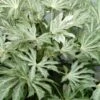 Spider's Web Fatsia - Japanese Aralia Paper Plant - 2 Gallon Pot