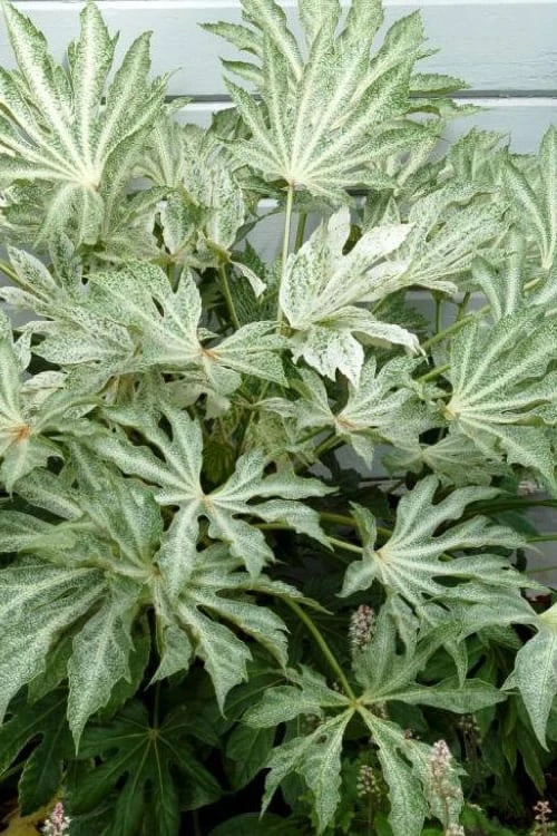 Spider's Web Fatsia - Japanese Aralia Paper Plant - 2 Gallon Pot 3 Spider's Web Fatsia - Japanese Aralia Paper Plant - 2 Gallon Pot