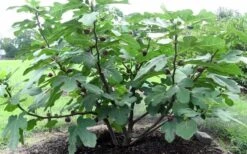 Chicago Cold Hardy Fig Tree - 3 Gallon Pot 11 Chicago Cold Hardy Fig Tree - 3 Gallon Pot -Wilson Bros Gardens Fig Chicago Cold Hardy 1