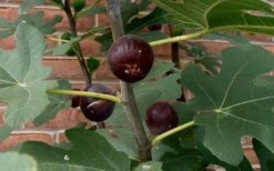 Chicago Cold Hardy Fig Tree - 3 Gallon Pot 10 Chicago Cold Hardy Fig Tree - 3 Gallon Pot -Wilson Bros Gardens Fig Chicago Cold Hardy