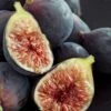 Chicago Cold Hardy Fig Tree - 3 Gallon Pot 2 Chicago Cold Hardy Fig Tree - 3 Gallon Pot -Wilson Bros Gardens Fig Chicago Cold Hardy Rev 2 500x750 1