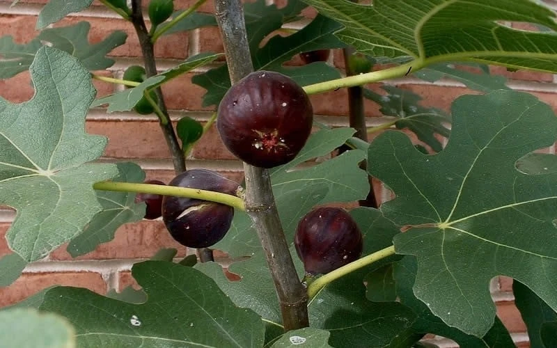 Chicago Cold Hardy Fig Tree - 3 Gallon Pot 6 Chicago Cold Hardy Fig Tree - 3 Gallon Pot - Image 4