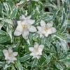 Variegated Creeping Dwarf Gardenia - 6 Pack Of 1 Gallon Pots -Wilson Bros Gardens Gardenia Creeping Variegated Rev 500x750 1