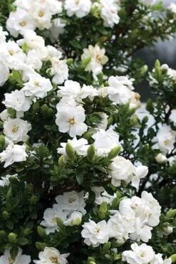 Double Mint Gardenia - 6 Pack Of 1 Gallon Pots -Wilson Bros Gardens Gardenia Double Mint 2