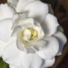 Double Mint Gardenia - 6 Pack Of 1 Gallon Pots -Wilson Bros Gardens Gardenia Double Mint 5