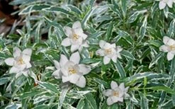 Variegated Creeping Dwarf Gardenia - 6 Pack Of 1 Gallon Pots -Wilson Bros Gardens Gardenia Dwarf Radicans Variegated 3