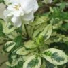 Variegated Gardenia - 1 Gallon Pot 1 Variegated Gardenia - 1 Gallon Pot -Wilson Bros Gardens Gardenia Variegated BS