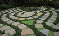 Kyoto Super Dwarf Mondo Grass - 3 Pack Of Pint Pots -Wilson Bros Gardens Grass Mondo Super Dwarf 2