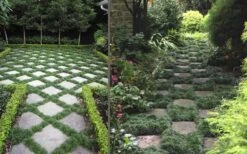 Kyoto Super Dwarf Mondo Grass - 3 Pack Of Pint Pots -Wilson Bros Gardens Grass Mondo Super Dwarf Combo