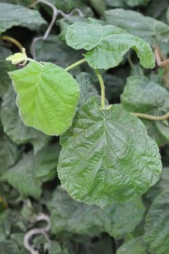 Harry Lauder's Walking Stick - Corylus Avellana 'Contorta' - 5 Gallon Pot 16 Harry Lauder's Walking Stick - Corylus Avellana 'Contorta' - 5 Gallon Pot -Wilson Bros Gardens Harry Lauder Walking Stick 12