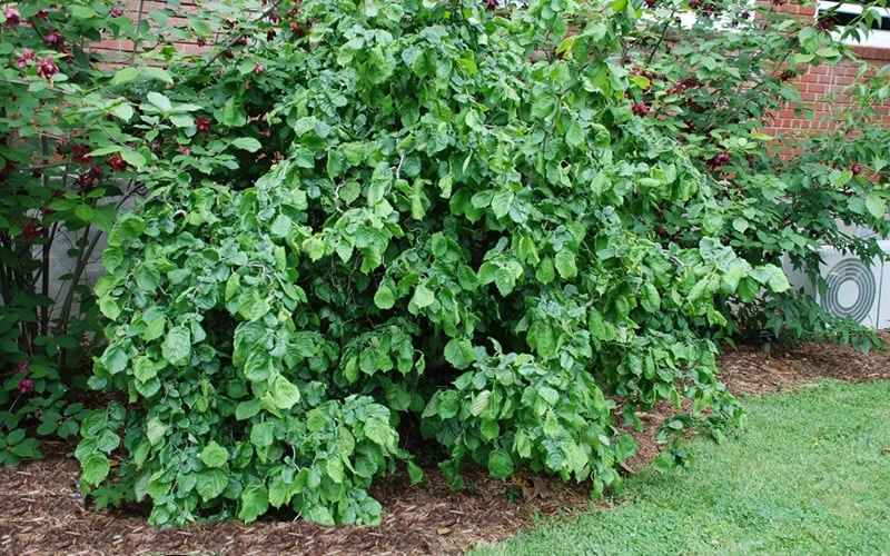 Harry Lauder's Walking Stick - Corylus Avellana 'Contorta' - 5 Gallon Pot 11 Harry Lauder's Walking Stick - Corylus Avellana 'Contorta' - 5 Gallon Pot - Image 9