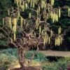 Harry Lauder's Walking Stick - Corylus Avellana 'Contorta' - 5 Gallon Pot