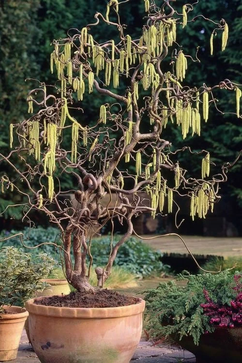 Harry Lauder's Walking Stick - Corylus Avellana 'Contorta' - 5 Gallon Pot 3 Harry Lauder's Walking Stick - Corylus Avellana 'Contorta' - 5 Gallon Pot