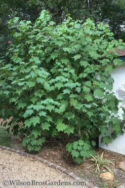 Confederate Rose Hibiscus - Rose Mallow - 3 Gallon Pot 11 Confederate Rose Hibiscus - Rose Mallow - 3 Gallon Pot -Wilson Bros Gardens Hibiscus Confederate Rose Shrub 1 500x700 1