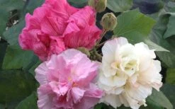 Confederate Rose Hibiscus - Rose Mallow - 3 Gallon Pot 13 Confederate Rose Hibiscus - Rose Mallow - 3 Gallon Pot -Wilson Bros Gardens Hibiscus Mutabilis Confederate Rose