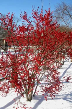 Male & Female Winterberry Holly Combo (2-Pack Of 3 Gallon Pots) 13 Male & Female Winterberry Holly Combo (2-Pack Of 3 Gallon Pots) -Wilson Bros Gardens Holly Winter Red 2