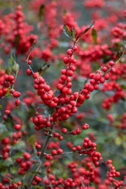 Male & Female Winterberry Holly Combo (2-Pack Of 3 Gallon Pots) 14 Male & Female Winterberry Holly Combo (2-Pack Of 3 Gallon Pots) -Wilson Bros Gardens Holly Winter Red 3