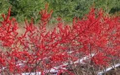 Male & Female Winterberry Holly Combo (2-Pack Of 3 Gallon Pots) 15 Male & Female Winterberry Holly Combo (2-Pack Of 3 Gallon Pots) -Wilson Bros Gardens Holly Winter Red 4